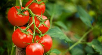 Геном дикого томату принесе користь одомашненим "побратимам" Рис.1