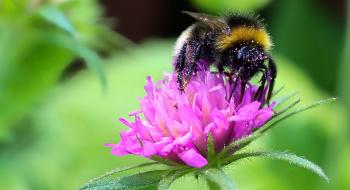 Гліфосат впливає на джмелів та бджіл,-дослідження Рис.1