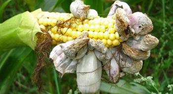 Грибок у пробірці – перший крок до лікування від «кукурудзяної сажки» Рис.1