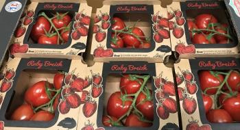 Компанія Louis Jacob представила забутий сорт томатів Ruby Breizh Рис.1
