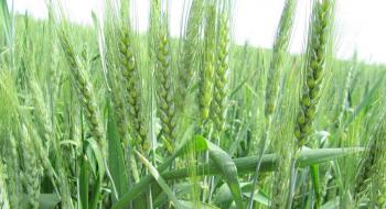 Китайські вчені вивели пшеницю з геном стійкості до стеблової іржі Рис.1