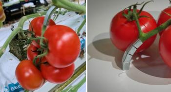 Металева ферма для томатів дозволяє позбавитися від пластику Рис.1