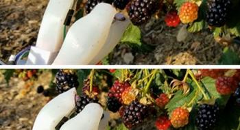 М'яка хватка "руки" робота може збирати ягоди та інші ніжні фрукти Рис.1