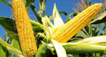 На експорт пішло 23,4 млн т української кукурудзи Рис.1