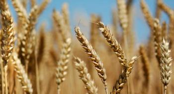 На ринку пшениці відбувається спекулятивне зниження котирувань Рис.1