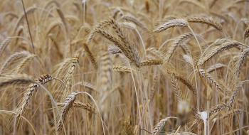 Німеччина обіцяє фінансувати вивезення зерна через Дунай Рис.1