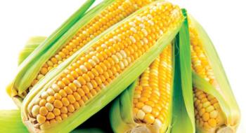 Рішення Китаю почати імпорт кукурудзи з Бразилії призвело до падіння цін Рис.1