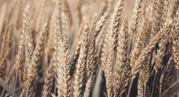 Світові ціни на пшеницю продовжують опускатися Рис.1