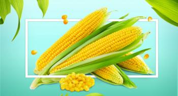 USDA різко збільшив прогноз виробництва та запасів кукурудзи Рис.1