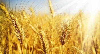 В США розпочалося збирання озимої пшениці Рис.1