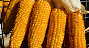 В Україні кукурудза з експортної культури перетвориться на енергетичну Рис.1