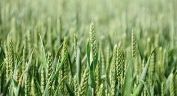 В Україні засіяли 191,1 тис. га ярої пшениці Рис.1