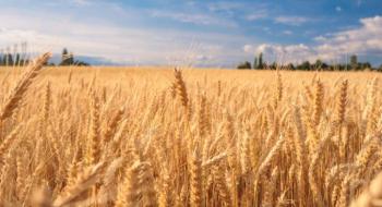 За рік ціна пшениці зросла на понад 50% — ФАО Рис.1