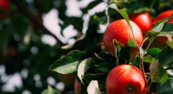 «Аграна Фрут Лука» позбавляється неактуальних сортів яблунь Рис.1