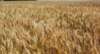 Аграрії Буковини розпочали збір ранніх зернових культур Рис.1