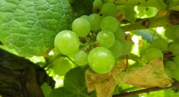 Бактеріальні екстракти нематод тестують в органічних виноградниках Іспанії Рис.1