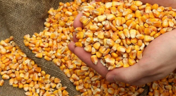 Біржові ціни на кукурудзу зростають на прогнозах зниження врожаю в Україні Рис.1