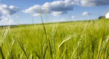 Блокада портів загрожує скороченням посівів зерна в Україні,-– міністр Рис.1