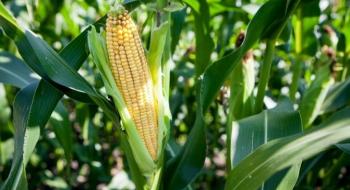 Ціни на кукурудзу зростають на тлі посушливої погоди в ЄС Рис.1