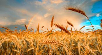 Ціни попиту на пшеницю та ячмінь в Україні залишаються дуже низькими Рис.1