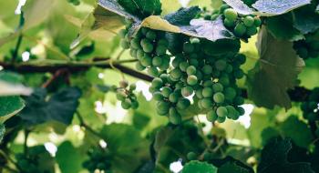 Дослідники знайшли ключ до вирішення серйозної проблеми з виноградом Рис.1