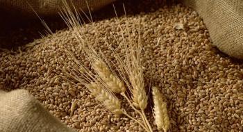 Експорт українського зерна у червні зріс на 25%,– Мінагрополітики Рис.1