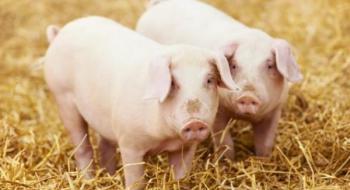 ФАО у партнерстві з ВАР та АСУ підтримуватимуть виробників свинини Рис.1