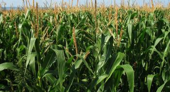 Гірський ген кукурудзи відкриває можливості для селекції нових сортів Рис.1