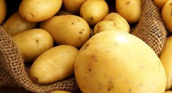 Картопля очолила топ найпопулярнішої експортної сільгосппродукції з Єгипту Рис.1