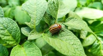 Колорадські жуки здатні відновлювати м'язи під час сну Рис.1