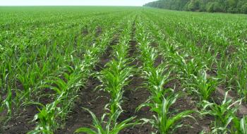 Науковці розповіли про стан посівів кукурудзи в Україні Рис.1