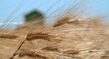 «Росток Холдинг» планує зібрати понад 11 тис. тонн ранніх зернових Рис.1