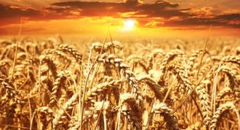 Спека у Франції погіршує стан посівів пшениці та прискорює темпи її збирання Рис.1