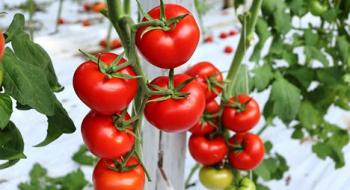 Сицилійські виробники навчилися справлятися з вірусом томатів ToBRFV Рис.1