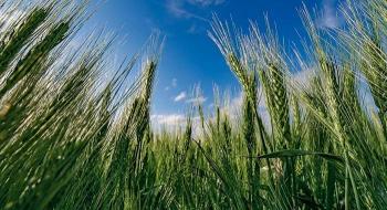 Syngenta виводить 3 сорти пшениці озимої Рис.1
