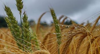 Учорашні дощі затримали збирання врожаю на Черкащині Рис.1