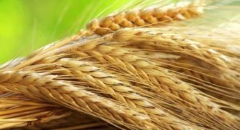 Уряд розблокував експорт жита та мінеральних добрив Рис.1