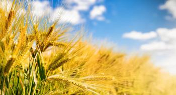 USDA погіршило прогноз для української пшениці в 2022/23 МР Рис.1