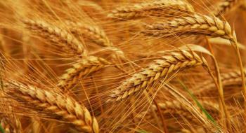 В Дніпропетровський області зібрано перший мільйон тонн зерна Рис.1