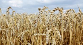 В Канаді площі під пшеницею сягнули найвищого рівня за 10 років Рис.1