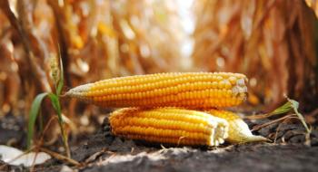 В Україні дешевшає кукурудза Рис.1