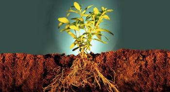 Вчені дослідили, як сконструювати коріння злаків Рис.1