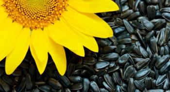Вчені виявили джерело внутрішньої цвілі в насінні соняшнику Рис.1