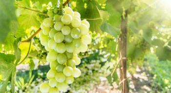Як захистити виноград та овочеві культури від хвороб? Рис.1