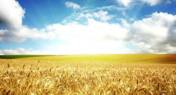 Єврокомісія знизила прогноз врожаю зернових у ЄС Рис.1