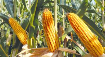 Єврокоміся скоротила прогноз врожаю кукурудзи у ЄС майже на 6 млн тонн Рис.1