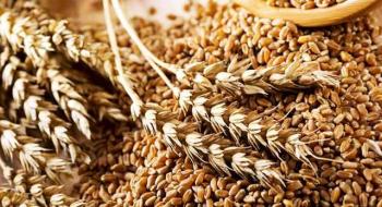 За місяць Україна експортувала понад 1 млн т зернових та зернобобових Рис.1