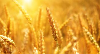 Більш ранній посів пшениці підвищить урожайність у східній Індії Рис.1