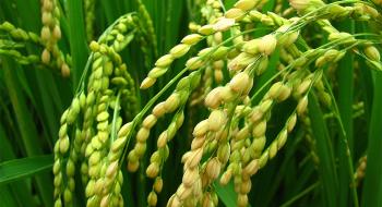 Біодобрива з кремнієм та олігосахаридами морських водоростей використовуватимуть проти вилягання рису Рис.1
