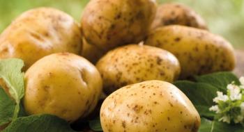 Буковина збере втричі більше картоплі, ніж споживає Рис.1